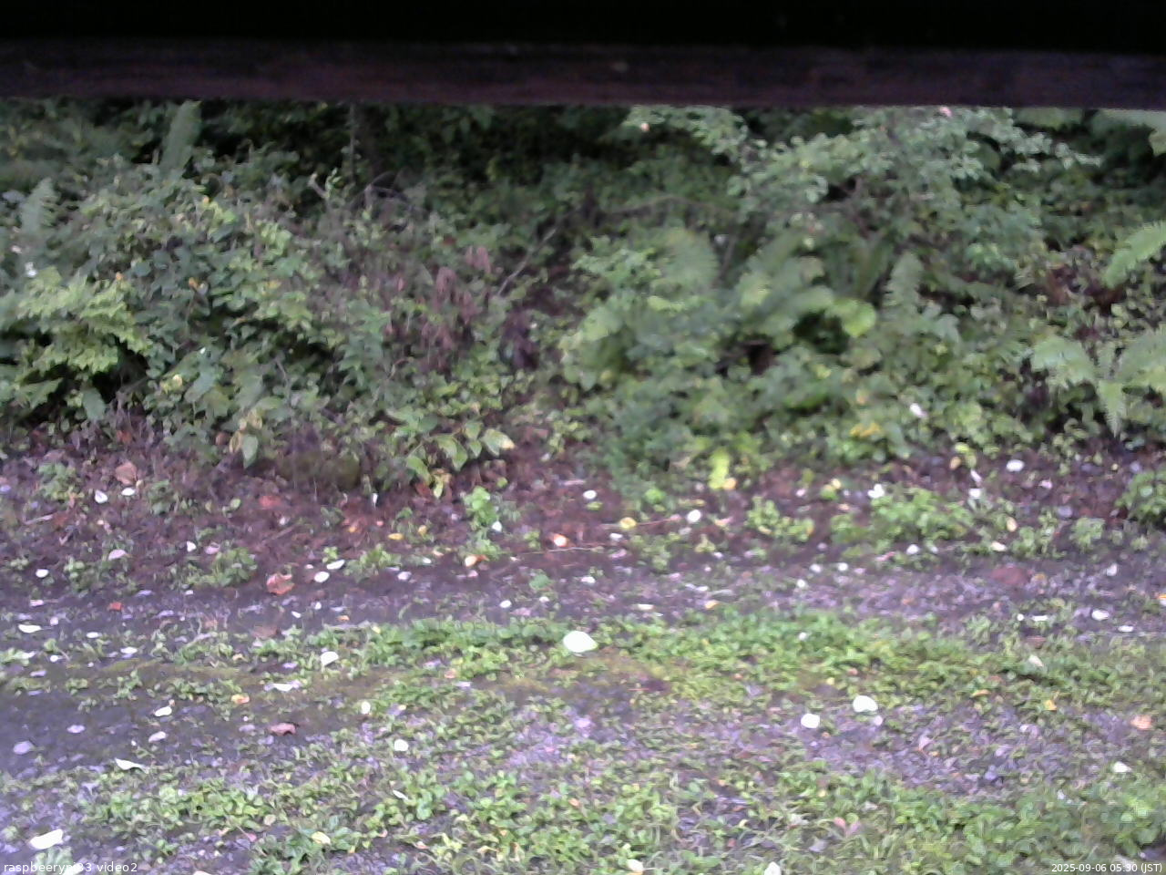 長野県菅平高原 ゆたか山荘 南側 2025/09/06 05:30