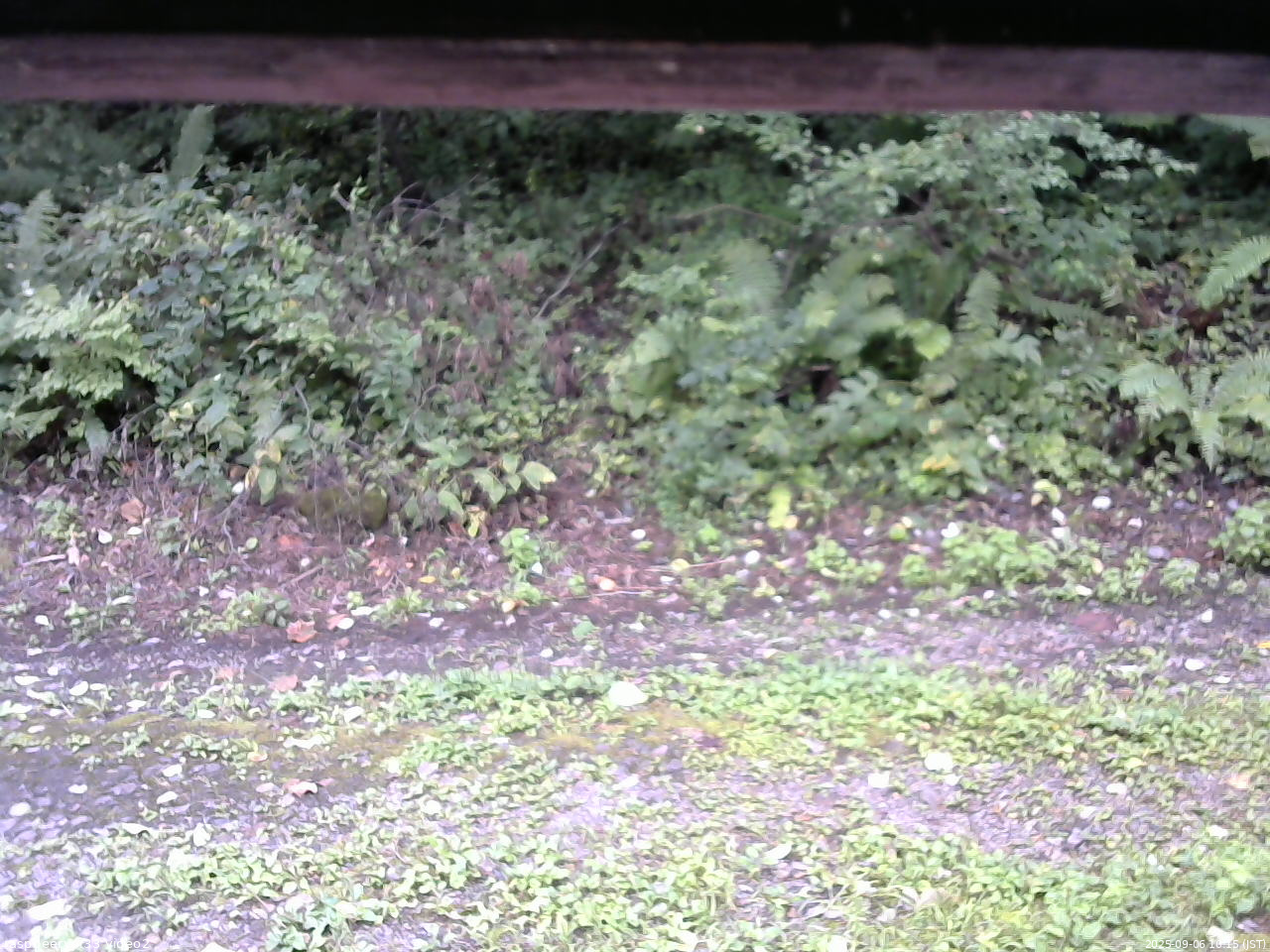 長野県菅平高原 ゆたか山荘 南側 2025/09/06 10:15