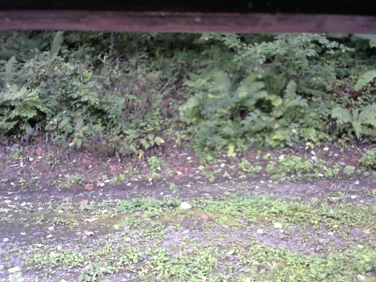 長野県菅平高原 ゆたか山荘 南側 2025/09/06 10:45
