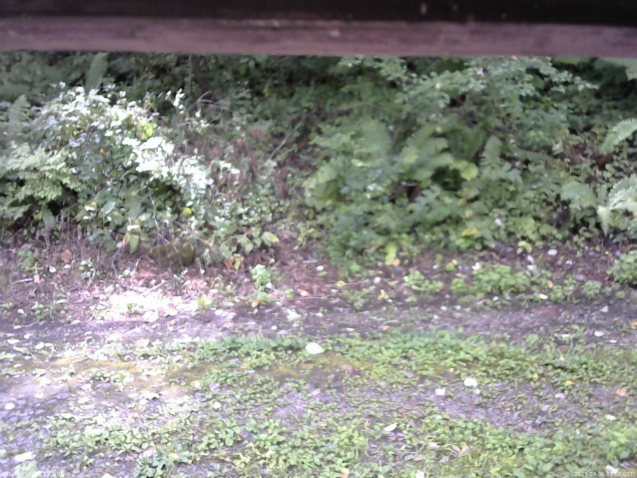 長野県菅平高原 ゆたか山荘 南側 2025/09/06 11:00