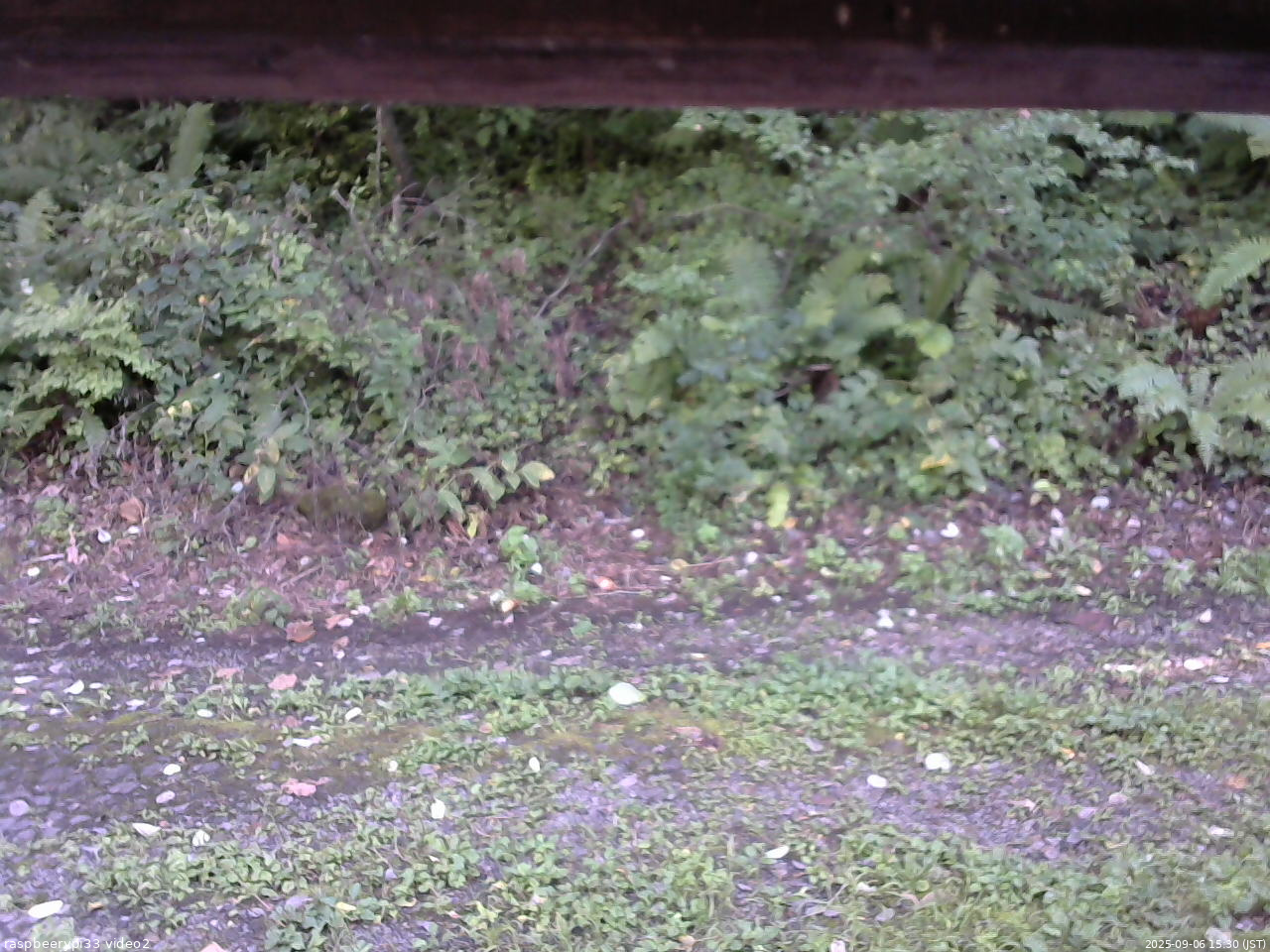 長野県菅平高原 ゆたか山荘 南側 2025/09/06 15:30