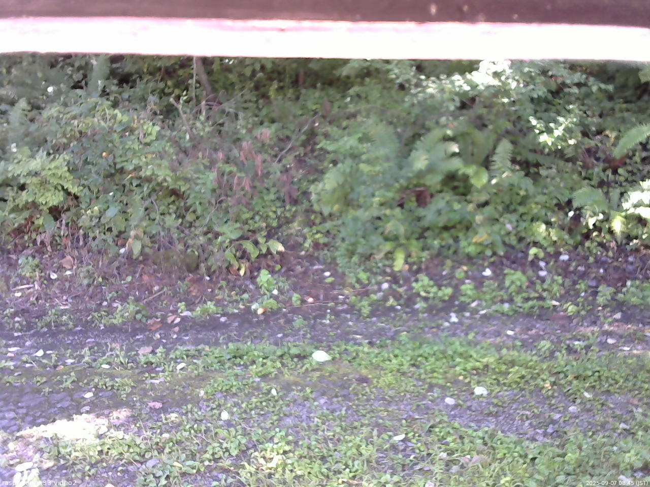 長野県菅平高原 ゆたか山荘 南側 2025/09/07 08:45
