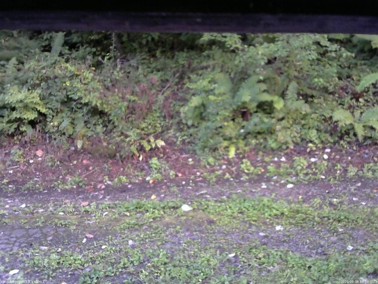 長野県菅平高原 ゆたか山荘 南側 2025/09/08 05:30