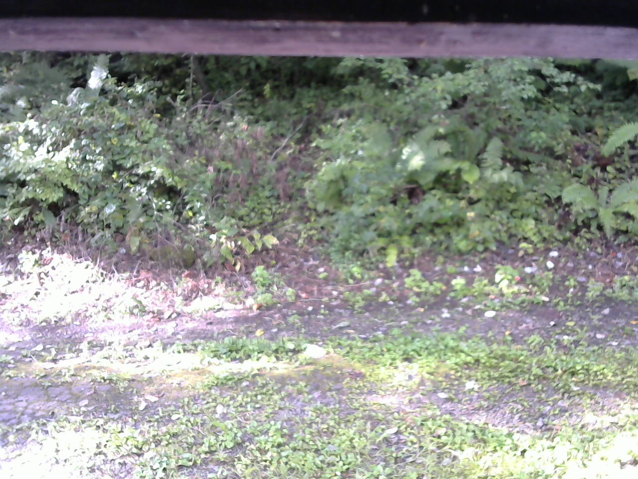 長野県菅平高原 ゆたか山荘 南側 2025/09/08 07:30