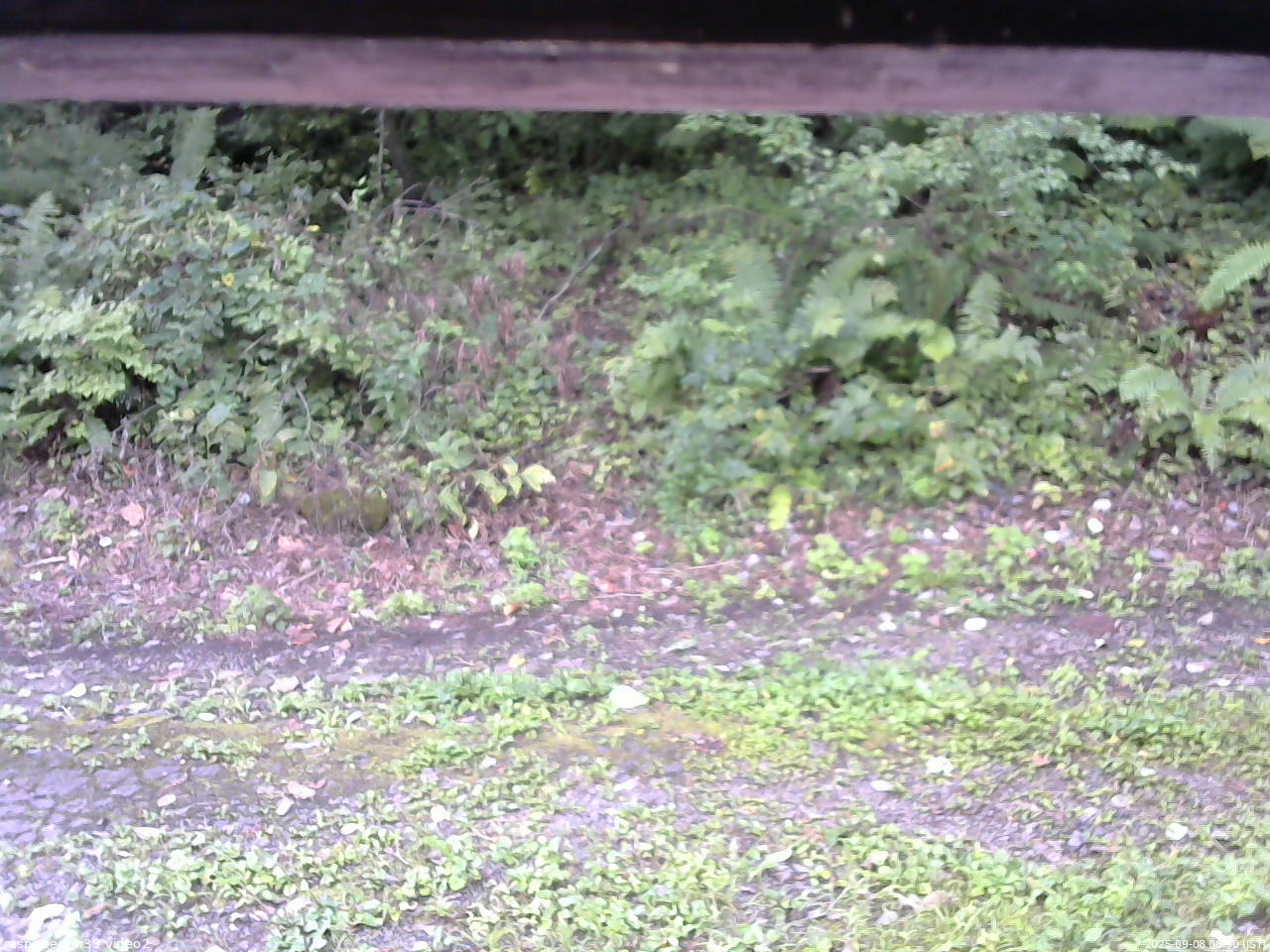 長野県菅平高原 ゆたか山荘 南側 2025/09/08 08:30