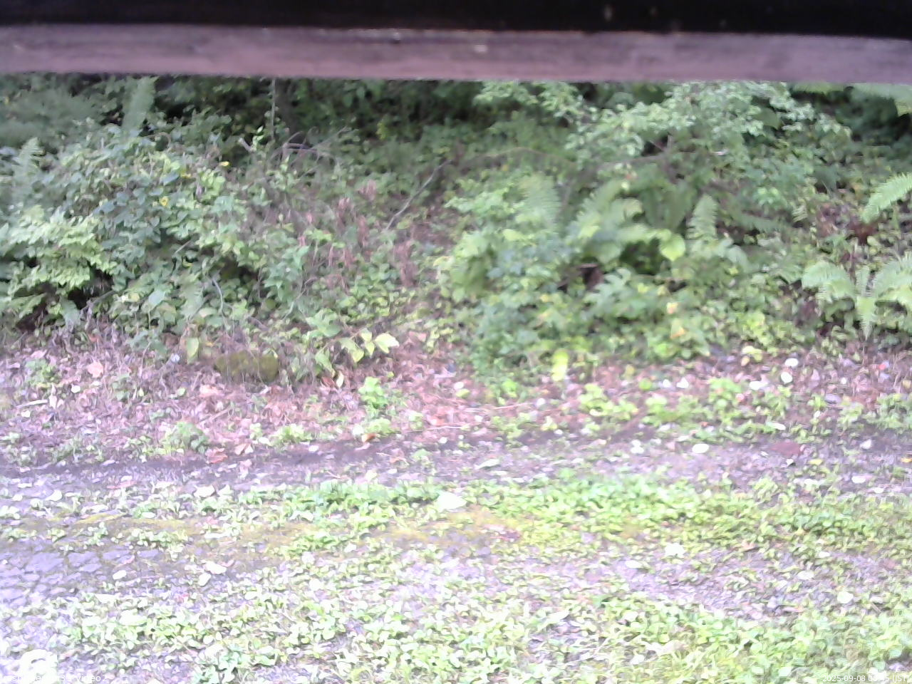 長野県菅平高原 ゆたか山荘 南側 2025/09/08 08:45