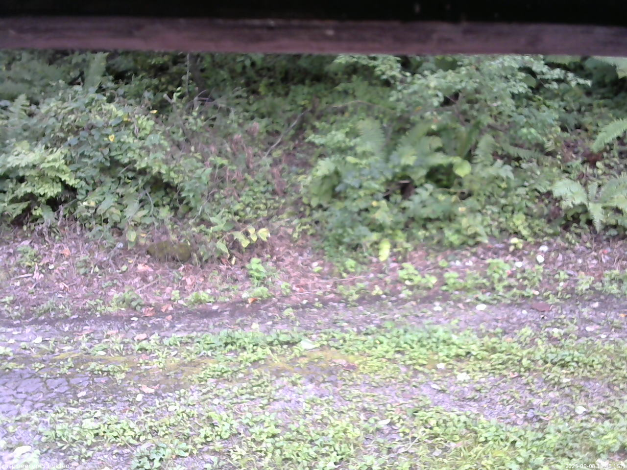 長野県菅平高原 ゆたか山荘 南側 2025/09/08 12:45