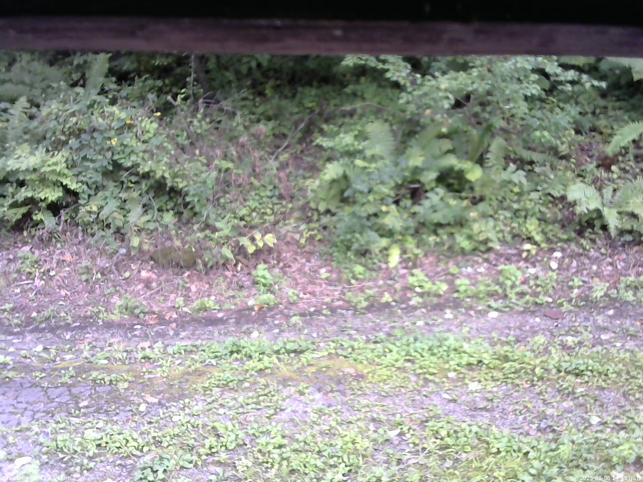 長野県菅平高原 ゆたか山荘 南側 2025/09/08 14:45