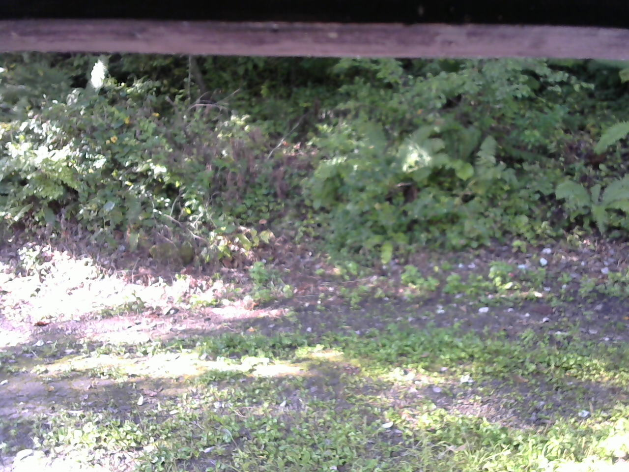長野県菅平高原 ゆたか山荘 南側 2025/09/09 07:30