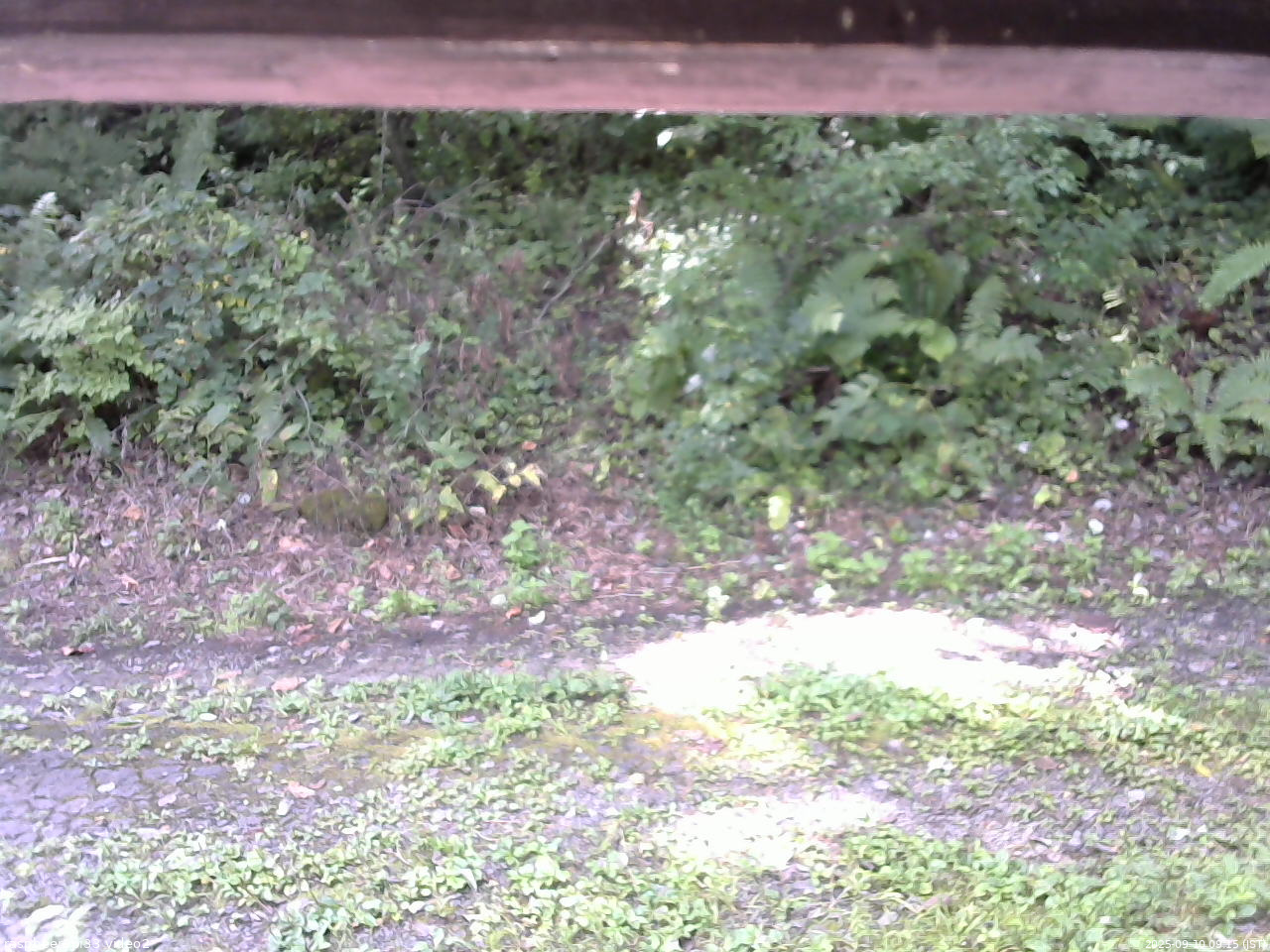 長野県菅平高原 ゆたか山荘 南側 2025/09/10 09:15