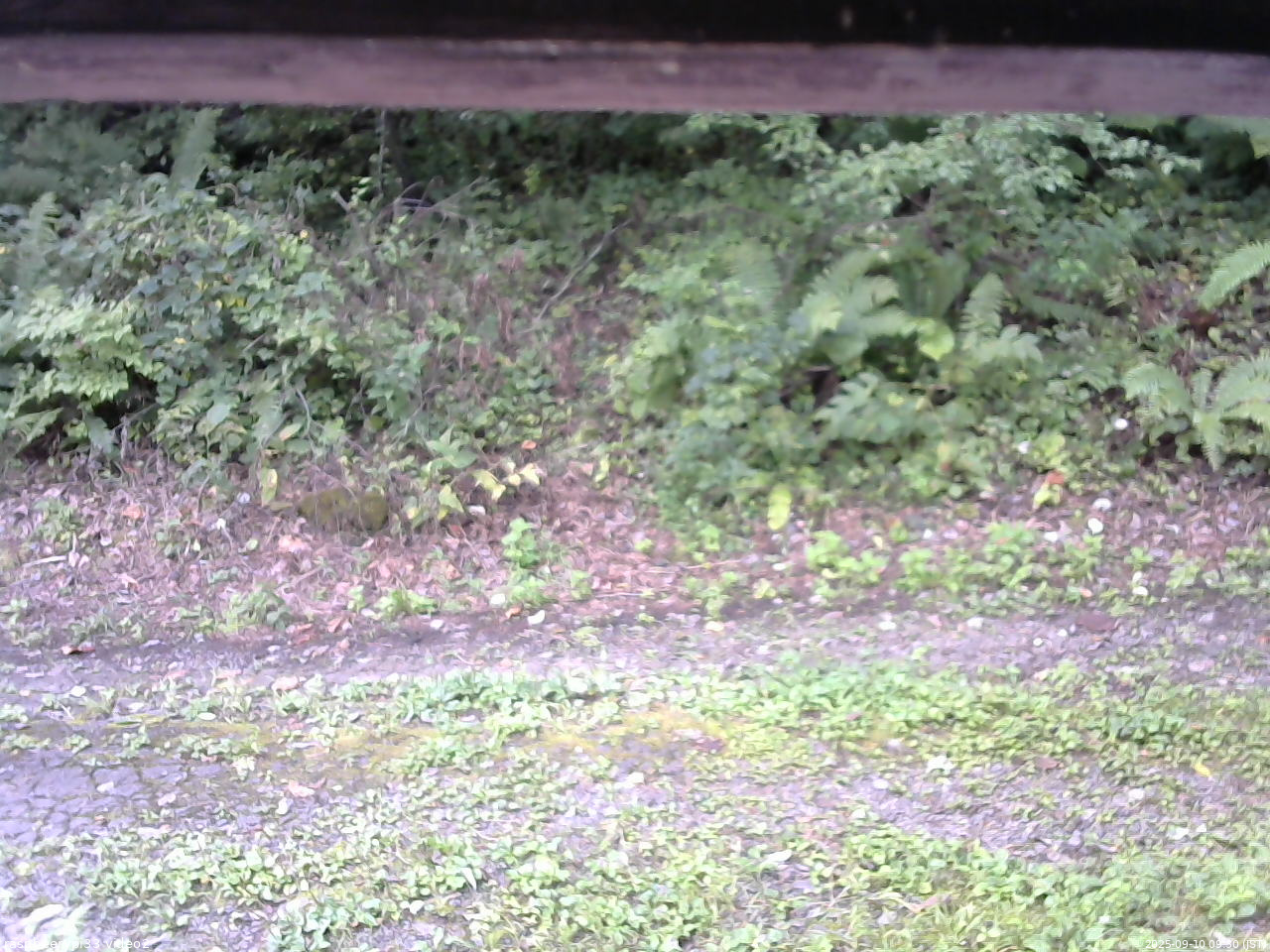 長野県菅平高原 ゆたか山荘 南側 2025/09/10 09:30