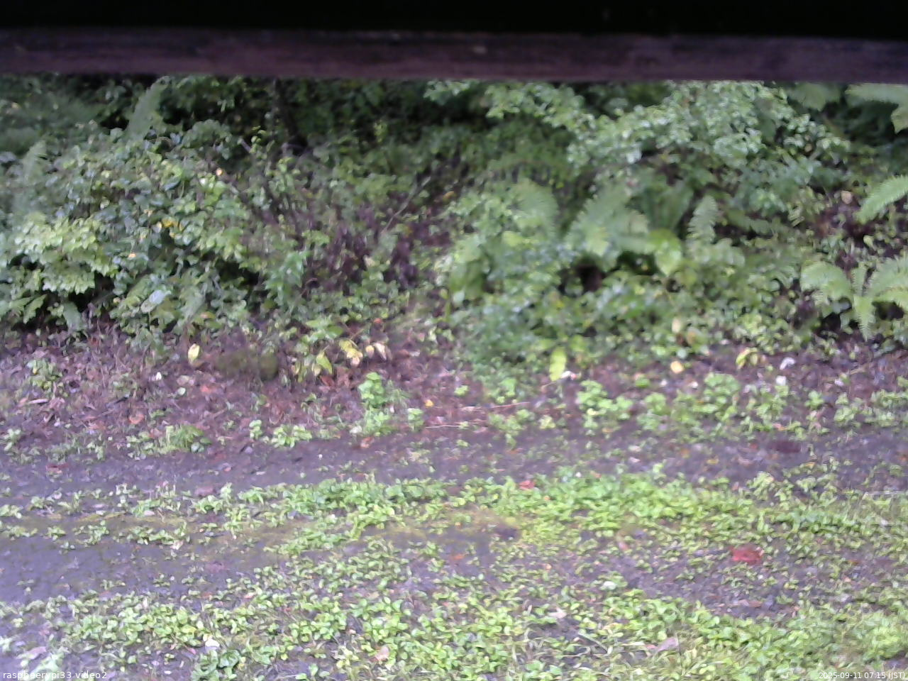 長野県菅平高原 ゆたか山荘 南側 2025/09/11 07:15