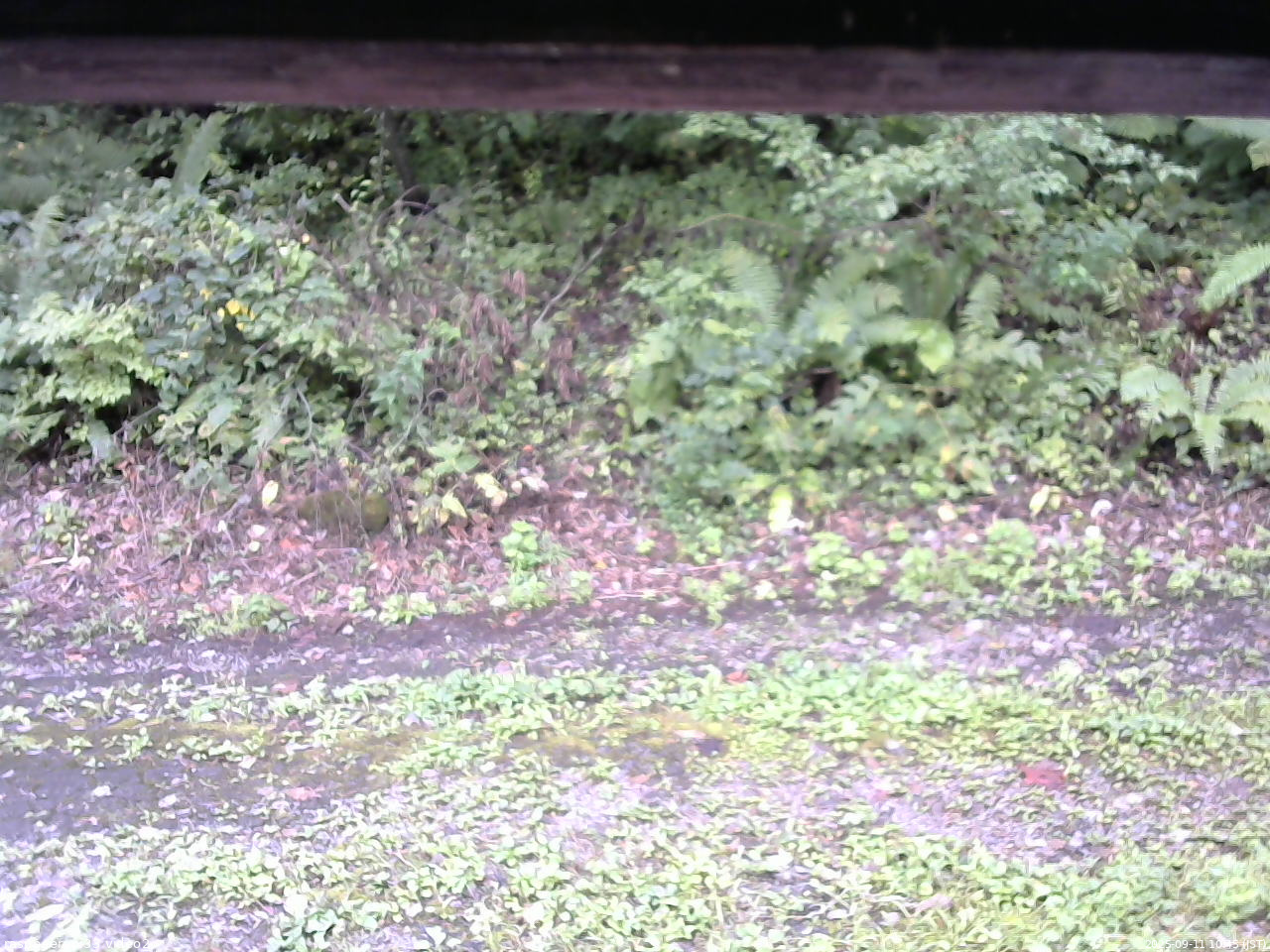 長野県菅平高原 ゆたか山荘 南側 2025/09/11 10:45