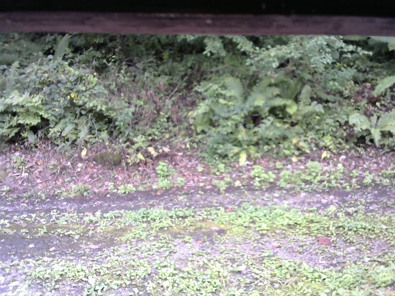 長野県菅平高原 ゆたか山荘 南側 2025/09/11 11:30