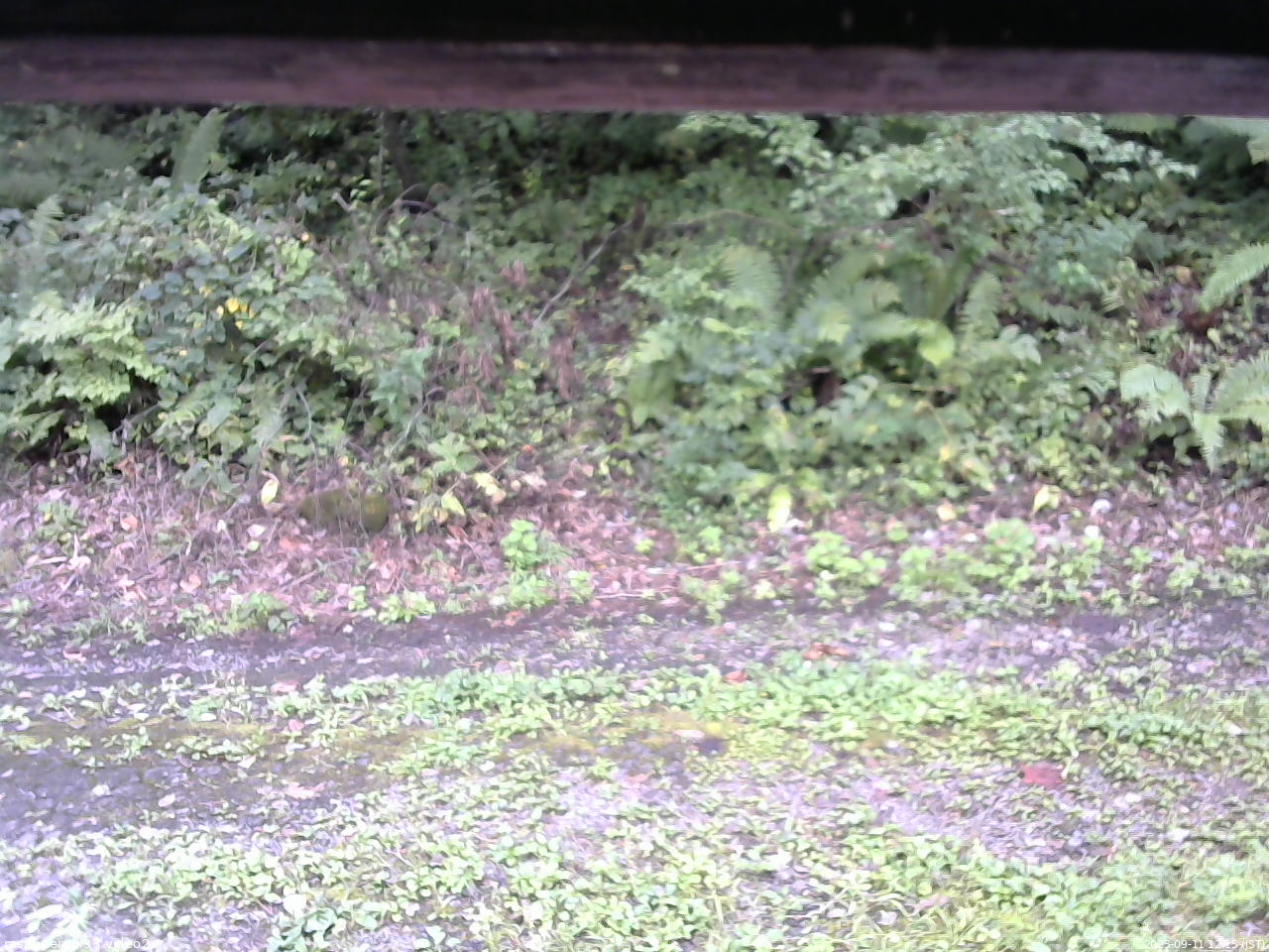 長野県菅平高原 ゆたか山荘 南側 2025/09/11 12:15