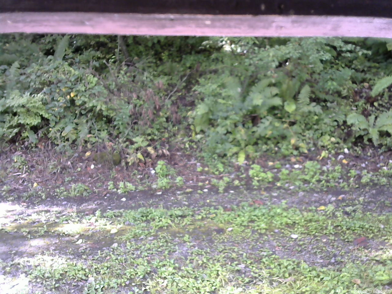 長野県菅平高原 ゆたか山荘 南側 2025/09/12 08:00