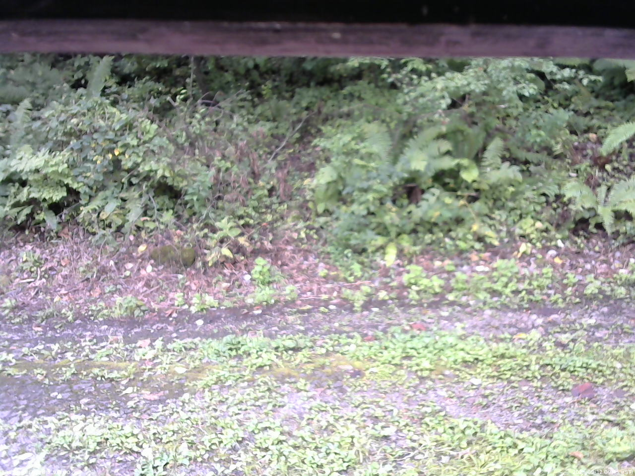 長野県菅平高原 ゆたか山荘 南側 2025/09/12 09:45