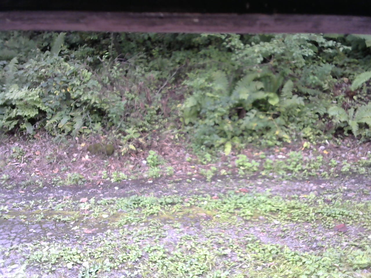 長野県菅平高原 ゆたか山荘 南側 2025/09/12 11:45