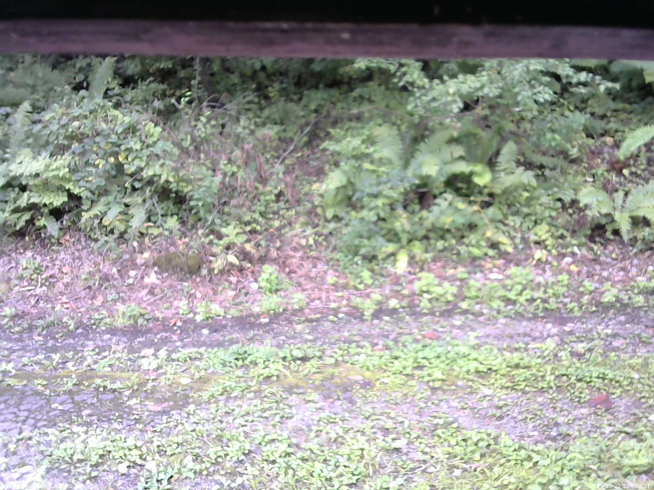 長野県菅平高原 ゆたか山荘 南側 2025/09/12 12:00
