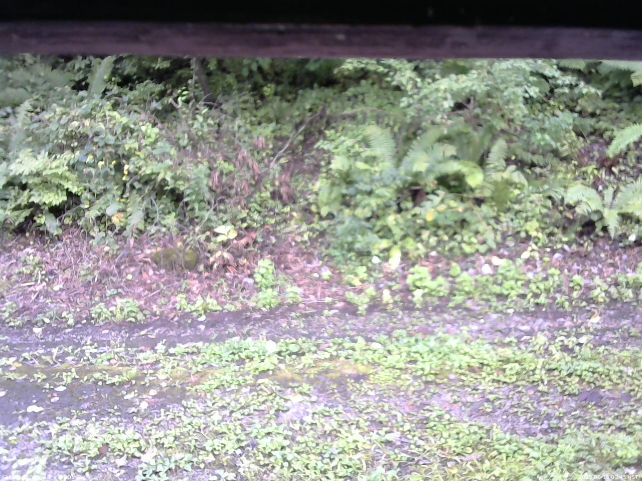 長野県菅平高原 ゆたか山荘 南側 2025/09/15 09:45