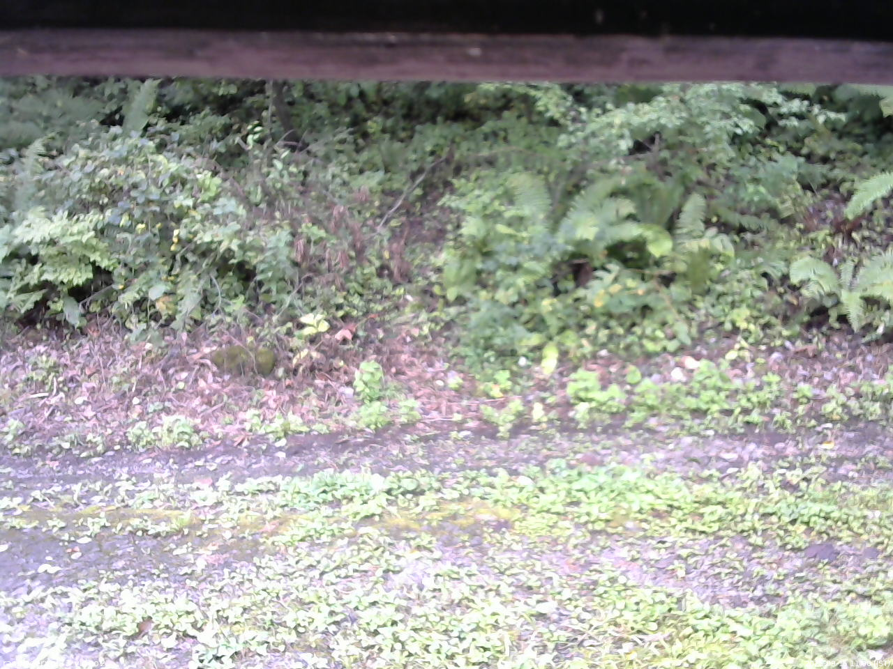 長野県菅平高原 ゆたか山荘 南側 2025/09/15 11:00