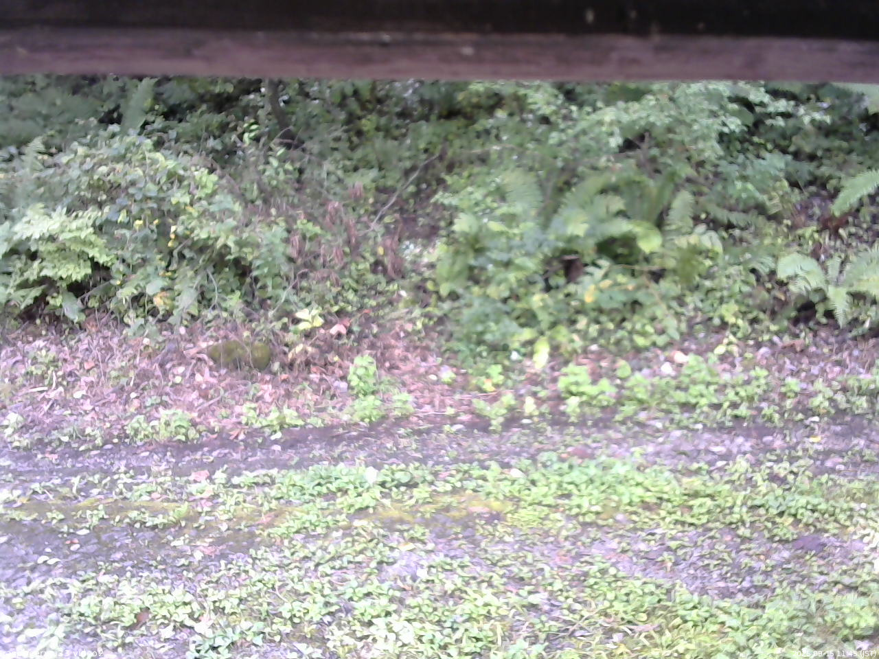 長野県菅平高原 ゆたか山荘 南側 2025/09/15 11:45
