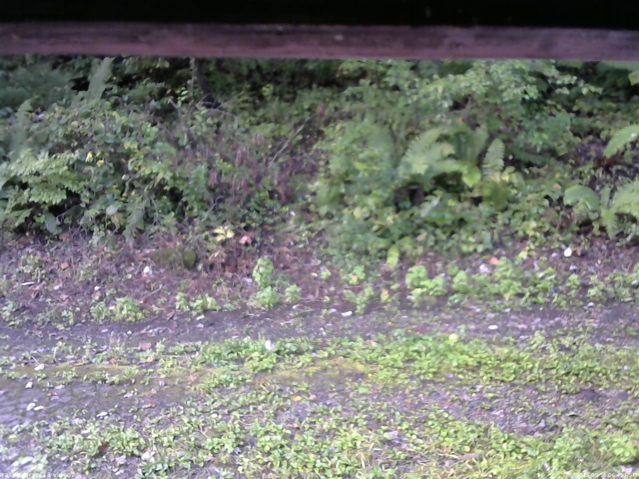 長野県菅平高原 ゆたか山荘 南側 2025/09/16 06:45