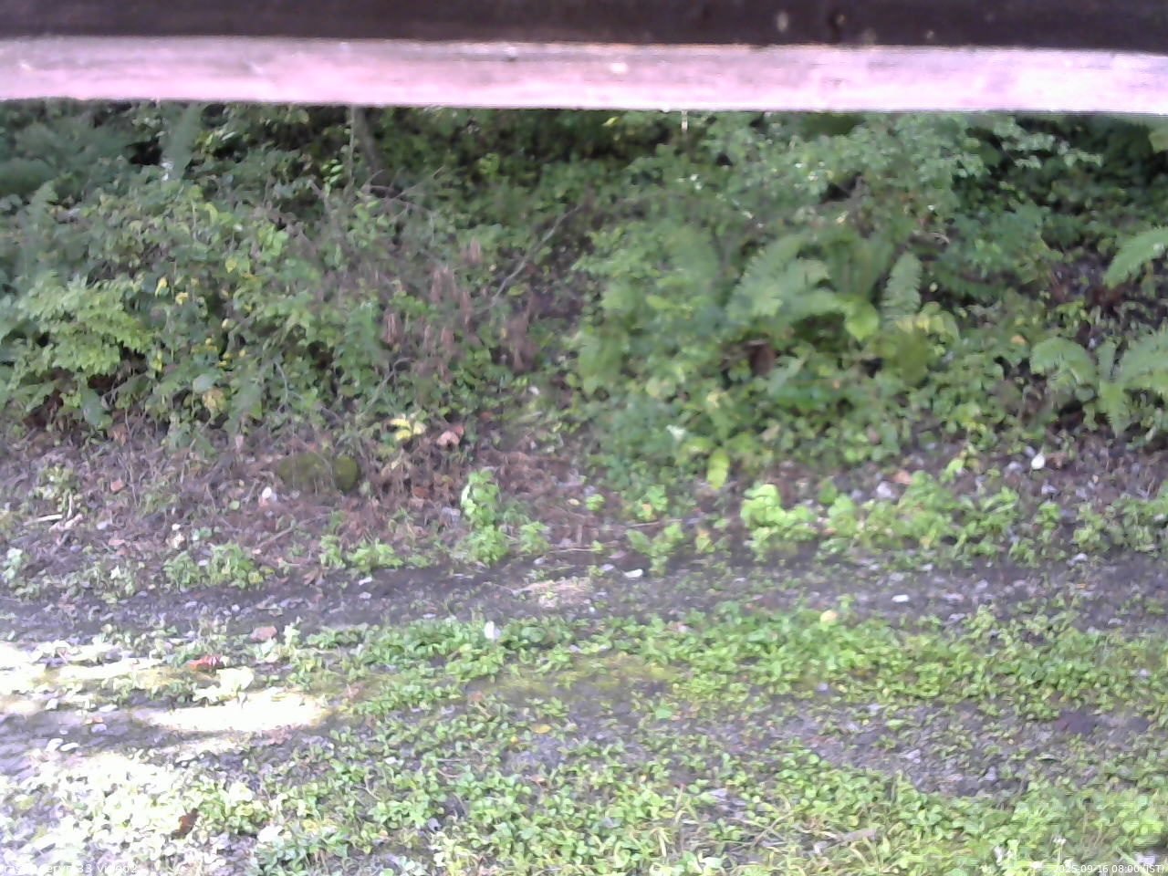 長野県菅平高原 ゆたか山荘 南側 2025/09/16 08:00