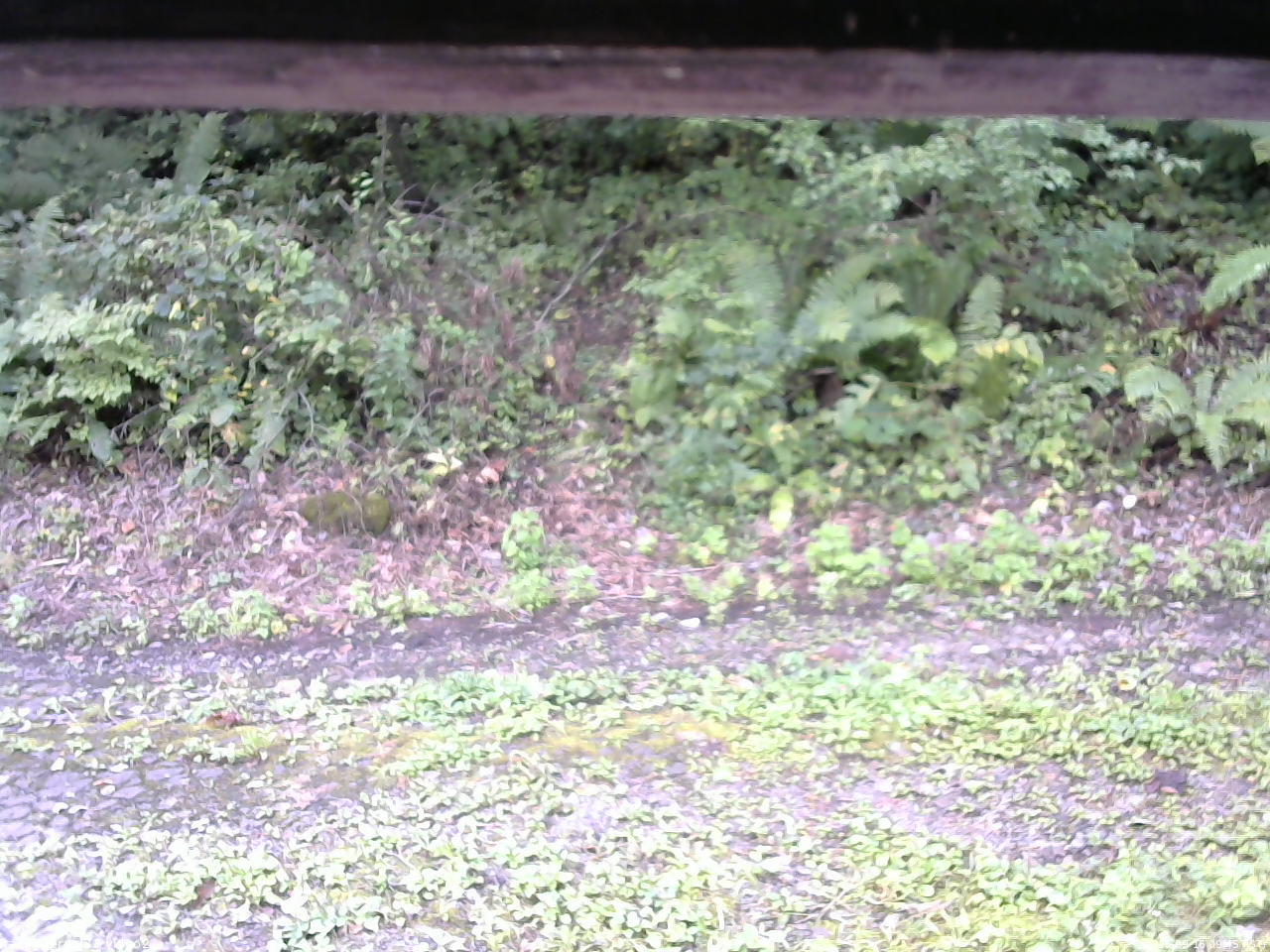 長野県菅平高原 ゆたか山荘 南側 2025/09/16 09:45
