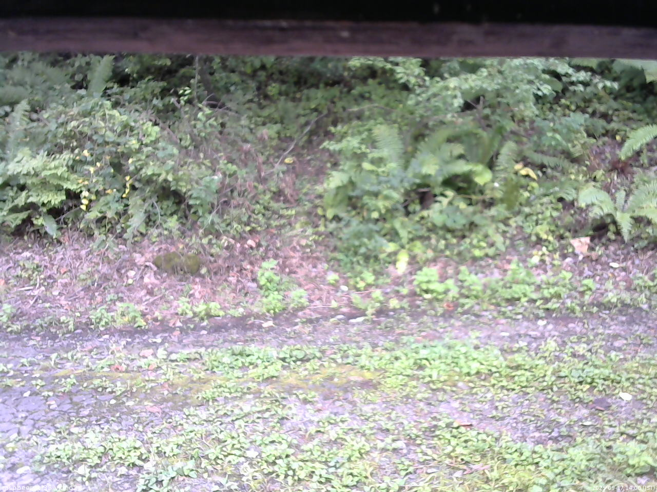 長野県菅平高原 ゆたか山荘 南側 2025/09/17 14:00