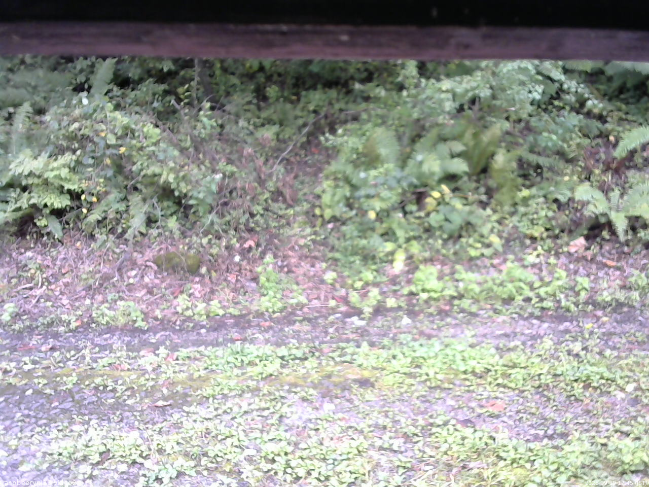 長野県菅平高原 ゆたか山荘 南側 2025/09/19 12:45