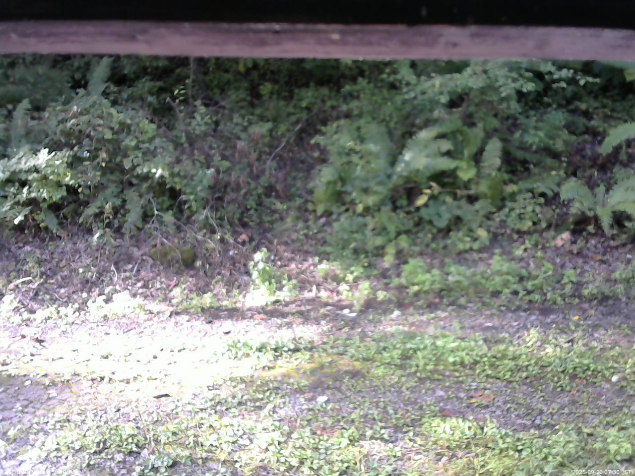 長野県菅平高原 ゆたか山荘 南側 2025/09/20 07:30