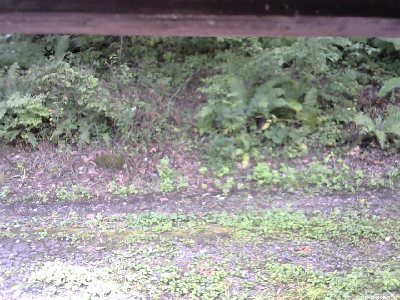 長野県菅平高原 ゆたか山荘 南側 2025/09/20 09:45