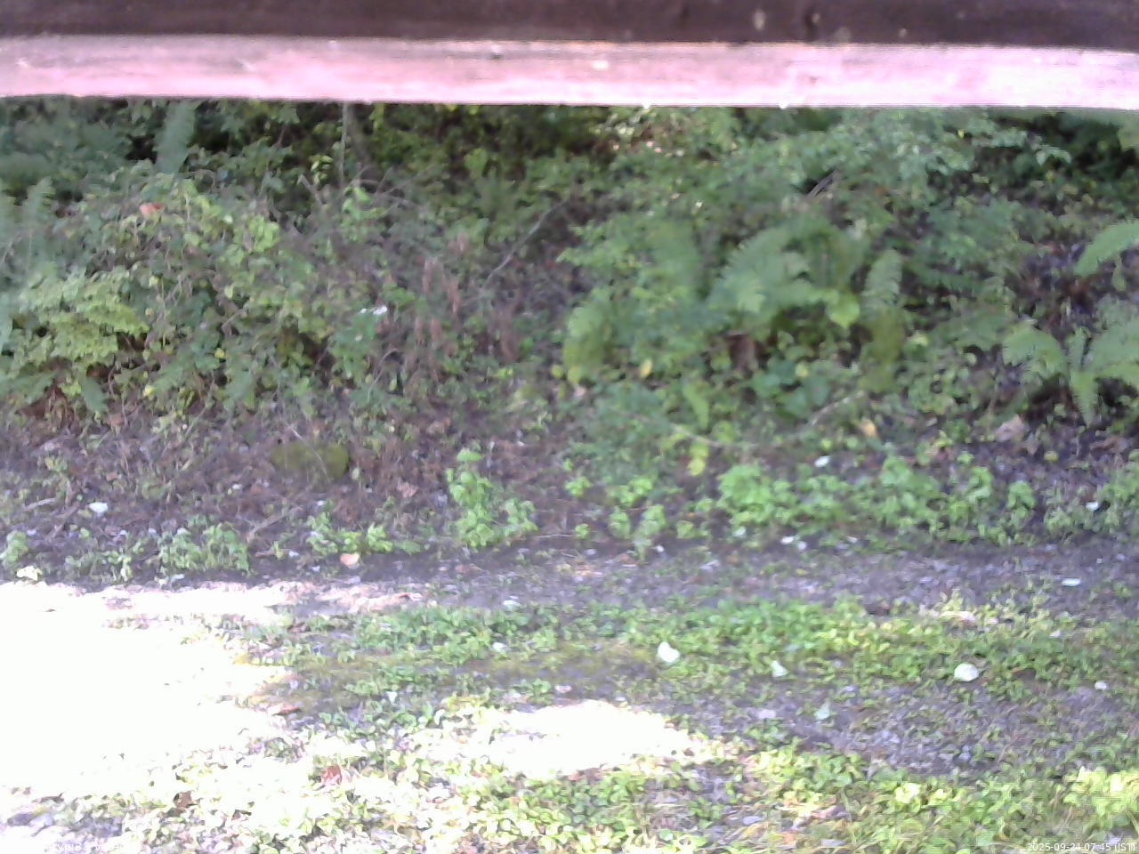 長野県菅平高原 ゆたか山荘 南側 2025/09/24 07:45