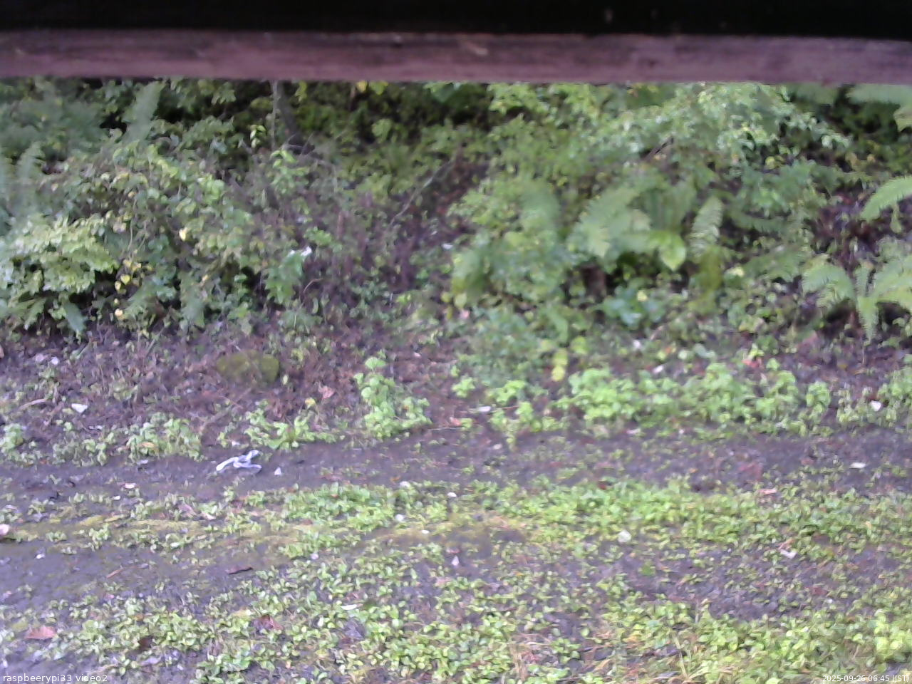 長野県菅平高原 ゆたか山荘 南側 2025/09/26 06:45