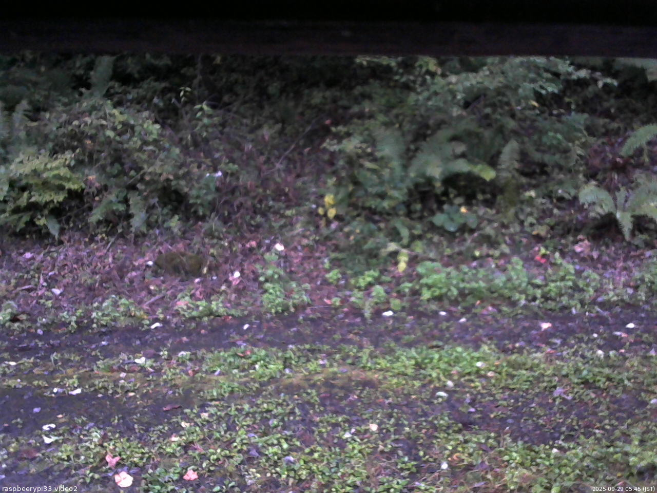 長野県菅平高原 ゆたか山荘 南側 2025/09/29 05:45