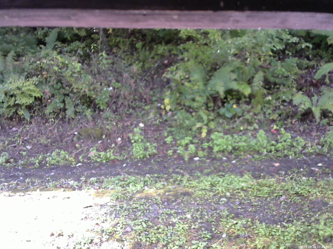 長野県菅平高原 ゆたか山荘 南側 2025/09/29 07:45