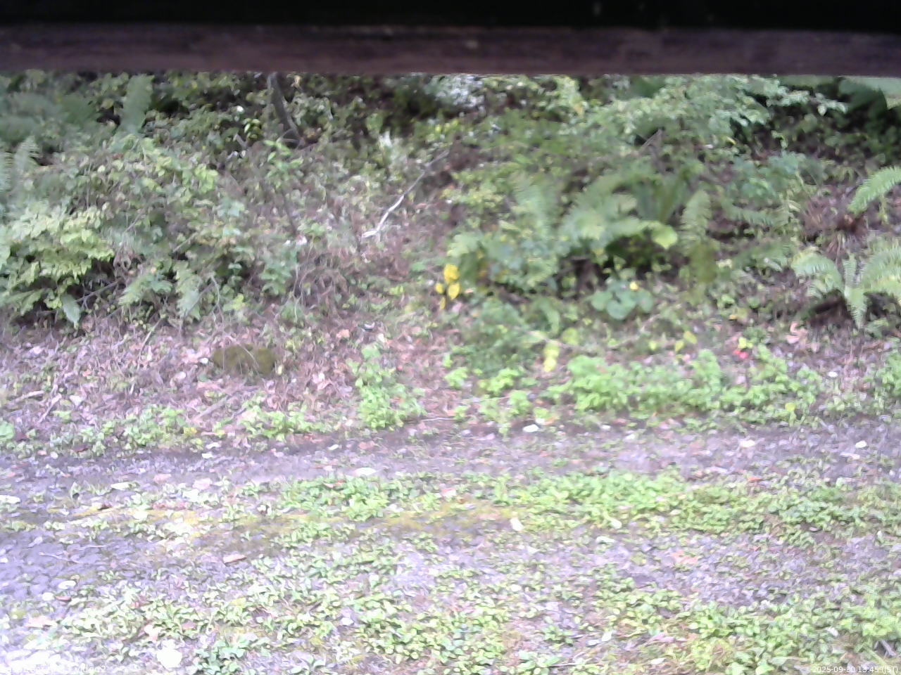 長野県菅平高原 ゆたか山荘 南側 2025/09/30 13:45