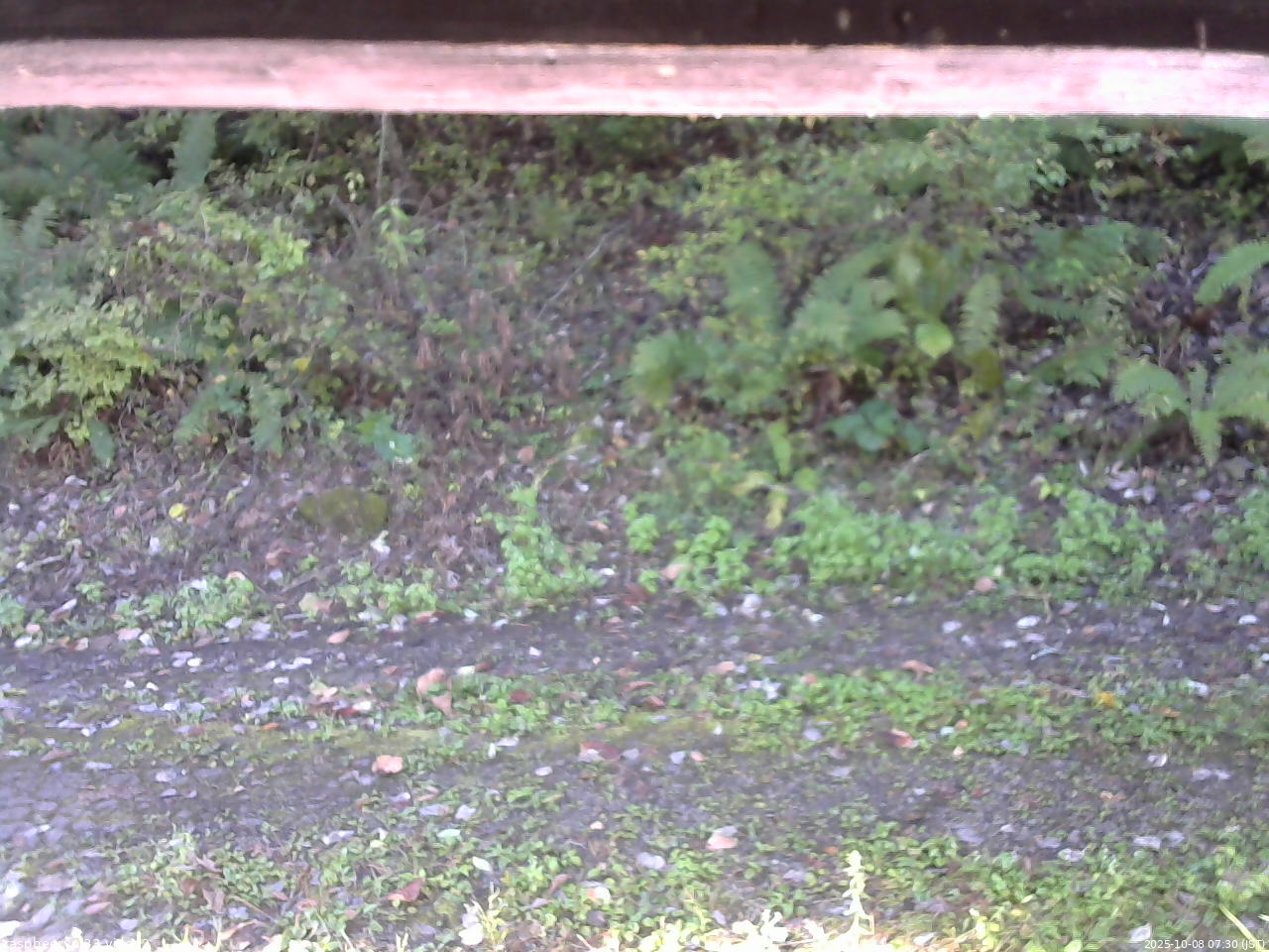 長野県菅平高原 ゆたか山荘 南側 2025/10/08 07:30
