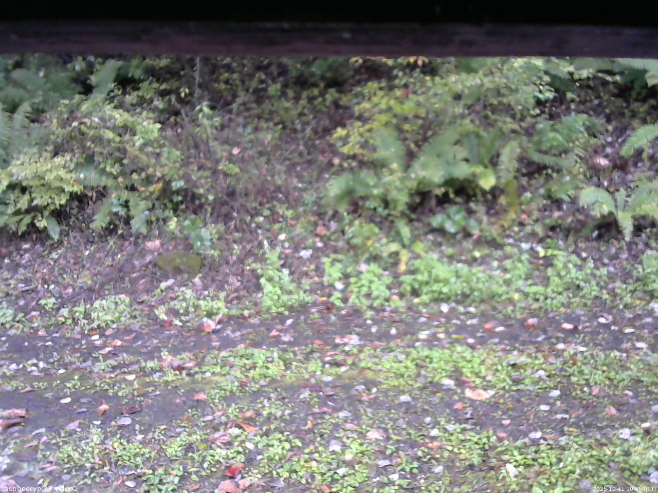 長野県菅平高原 ゆたか山荘 南側 2025/10/11 10:45
