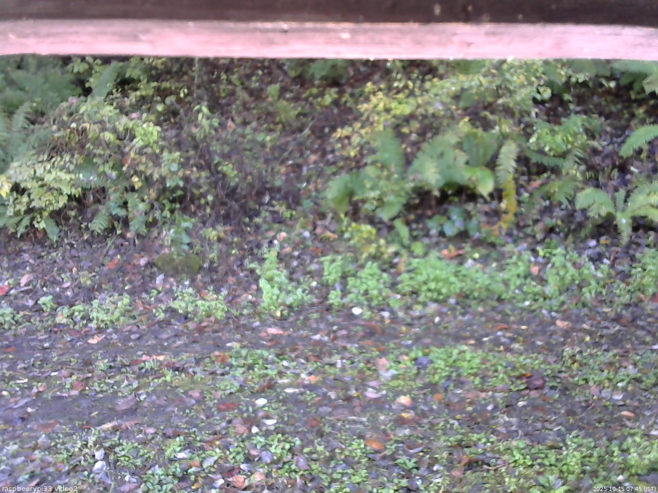 長野県菅平高原 ゆたか山荘 南側 2025/10/15 07:45