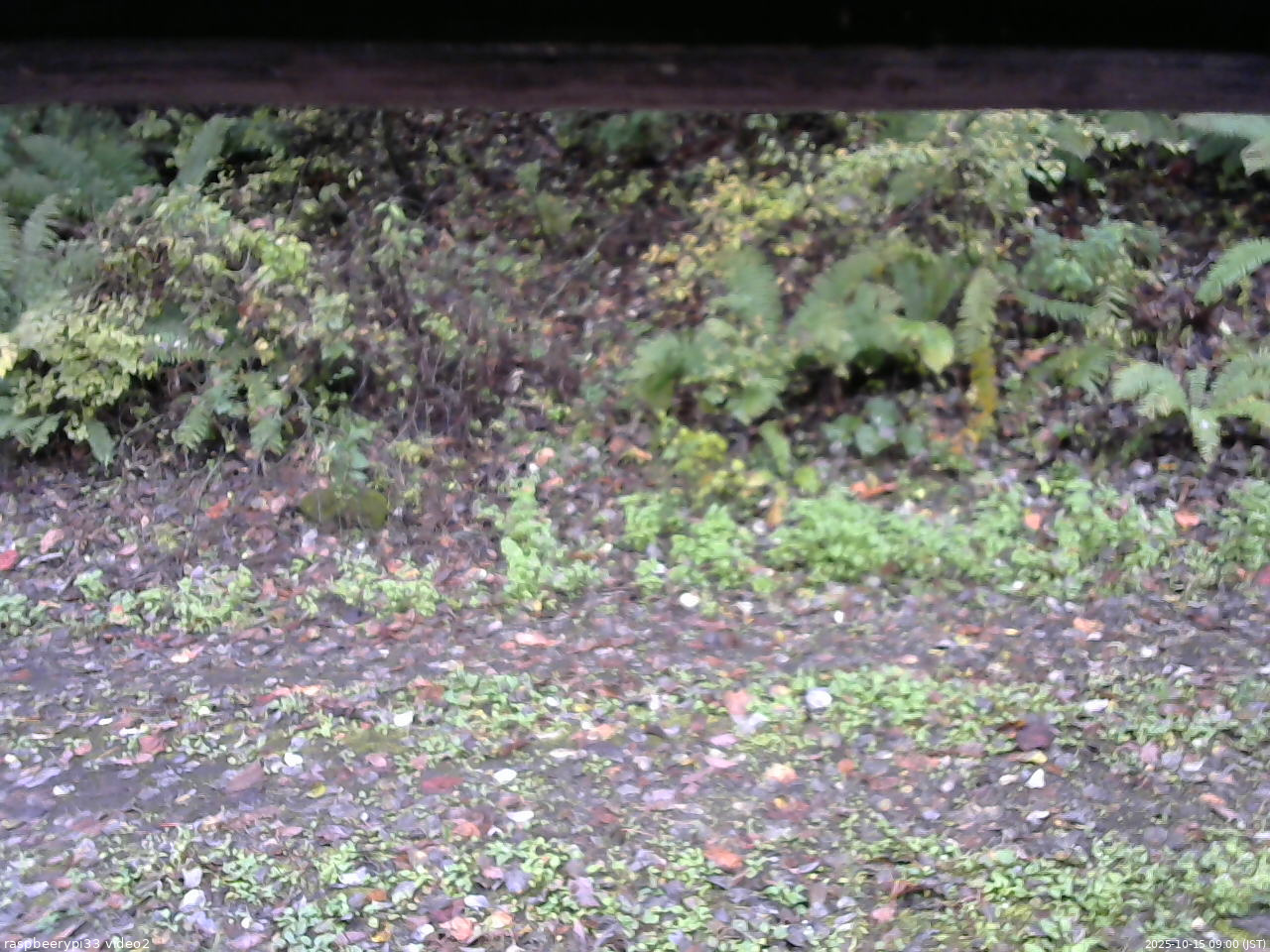 長野県菅平高原 ゆたか山荘 南側 2025/10/15 09:00
