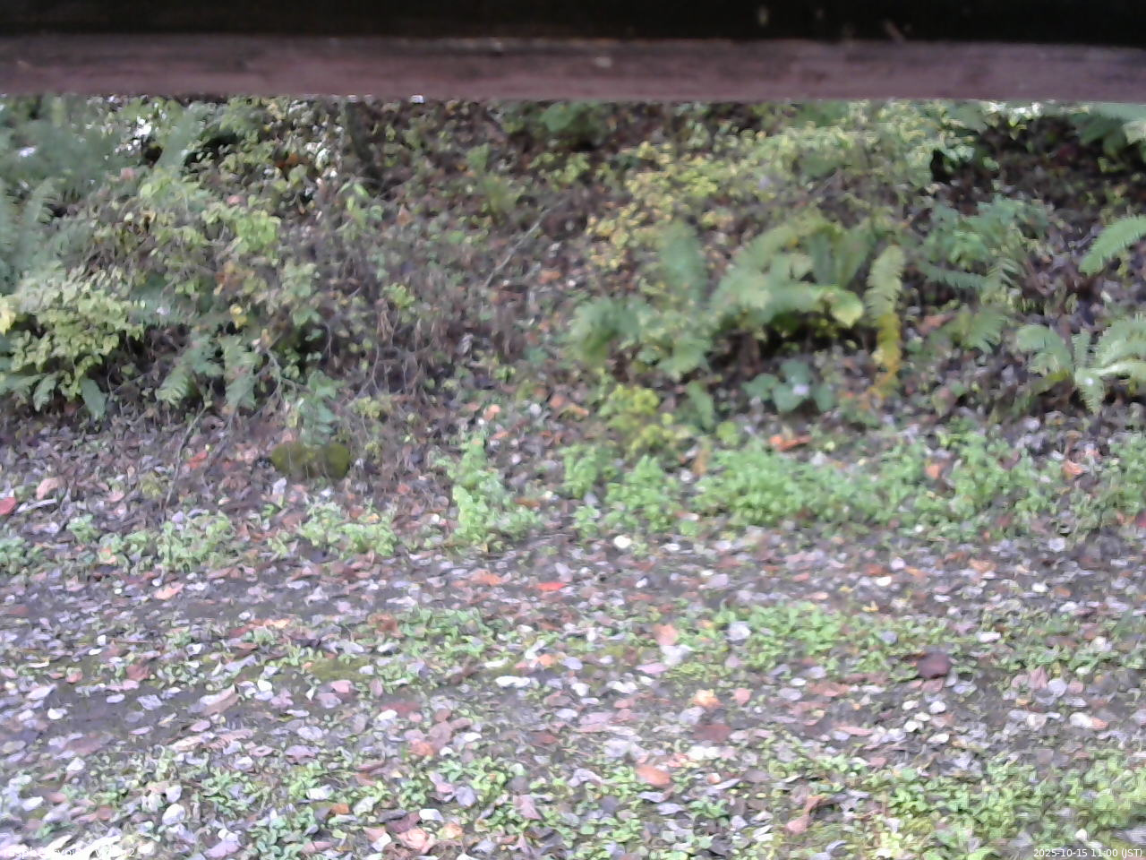 長野県菅平高原 ゆたか山荘 南側 2025/10/15 11:00