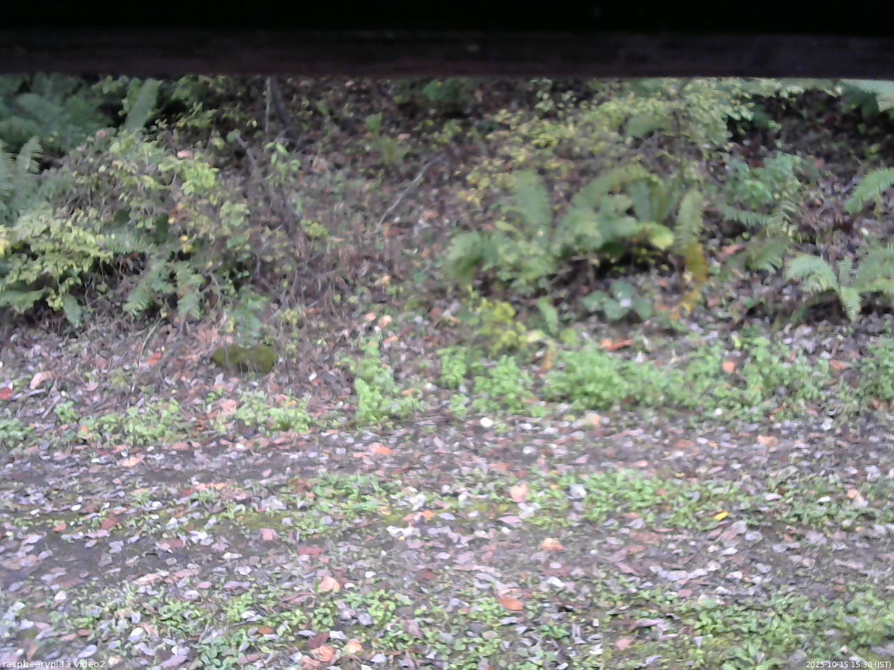 長野県菅平高原 ゆたか山荘 南側 2025/10/15 15:30