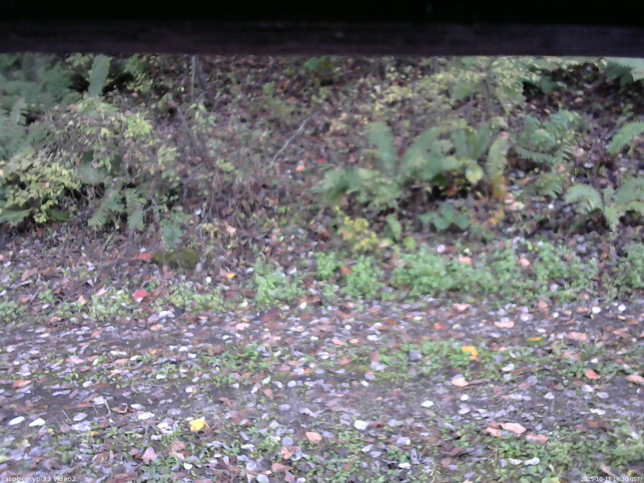 長野県菅平高原 ゆたか山荘 南側 2025/10/17 16:30