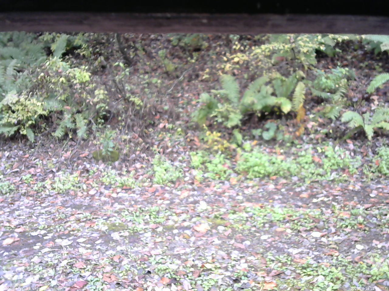 長野県菅平高原 ゆたか山荘 南側 2025/10/19 11:00