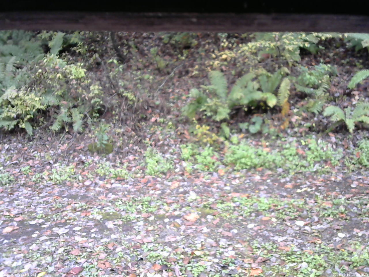 長野県菅平高原 ゆたか山荘 南側 2025/10/19 11:30