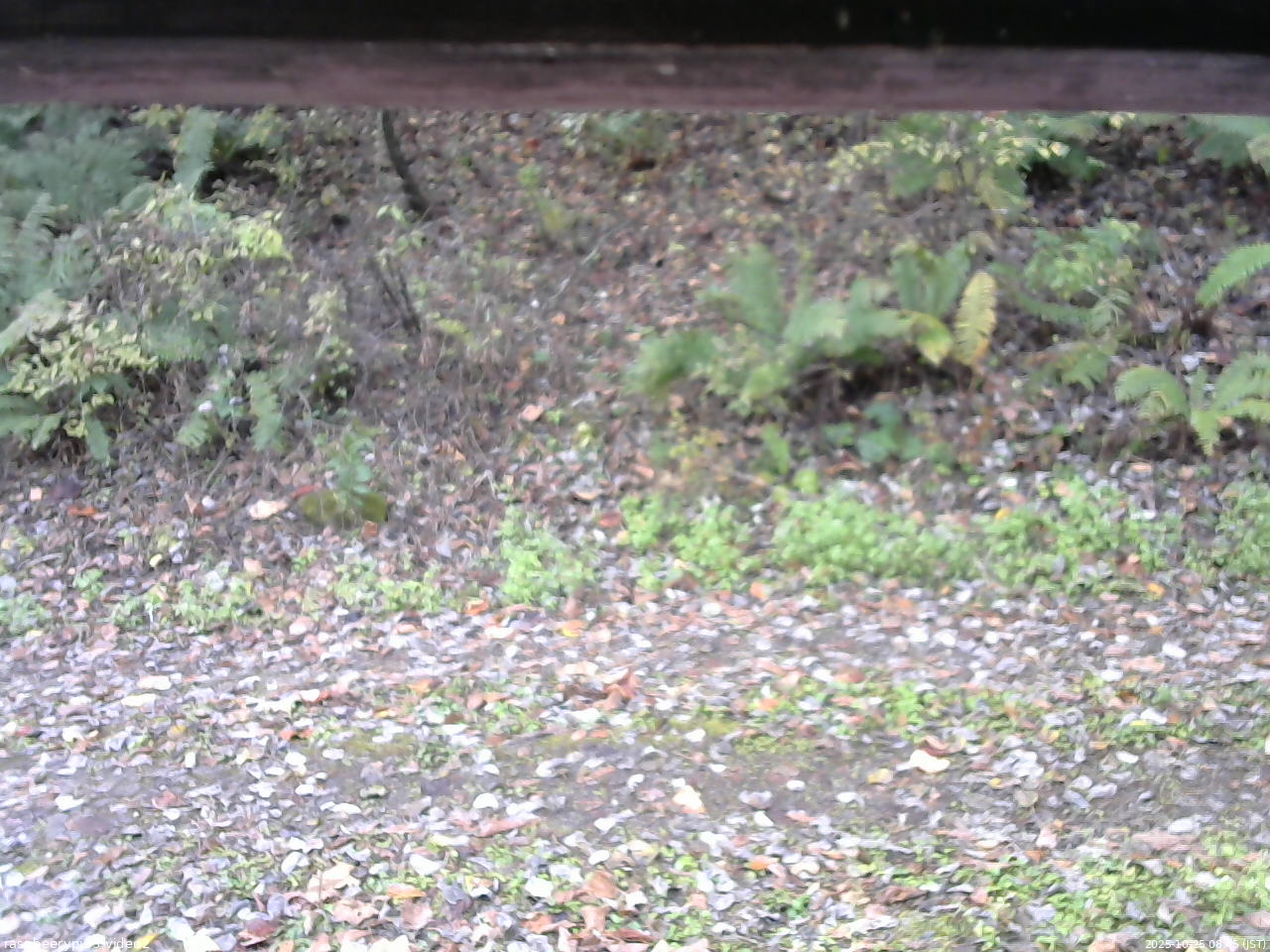 長野県菅平高原 ゆたか山荘 南側 2025/10/25 08:45