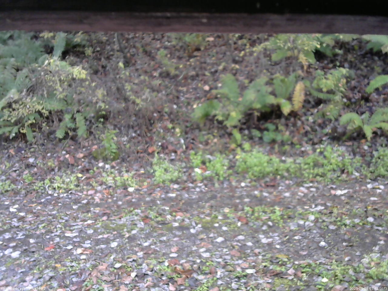 長野県菅平高原 ゆたか山荘 南側 2025/10/28 07:45