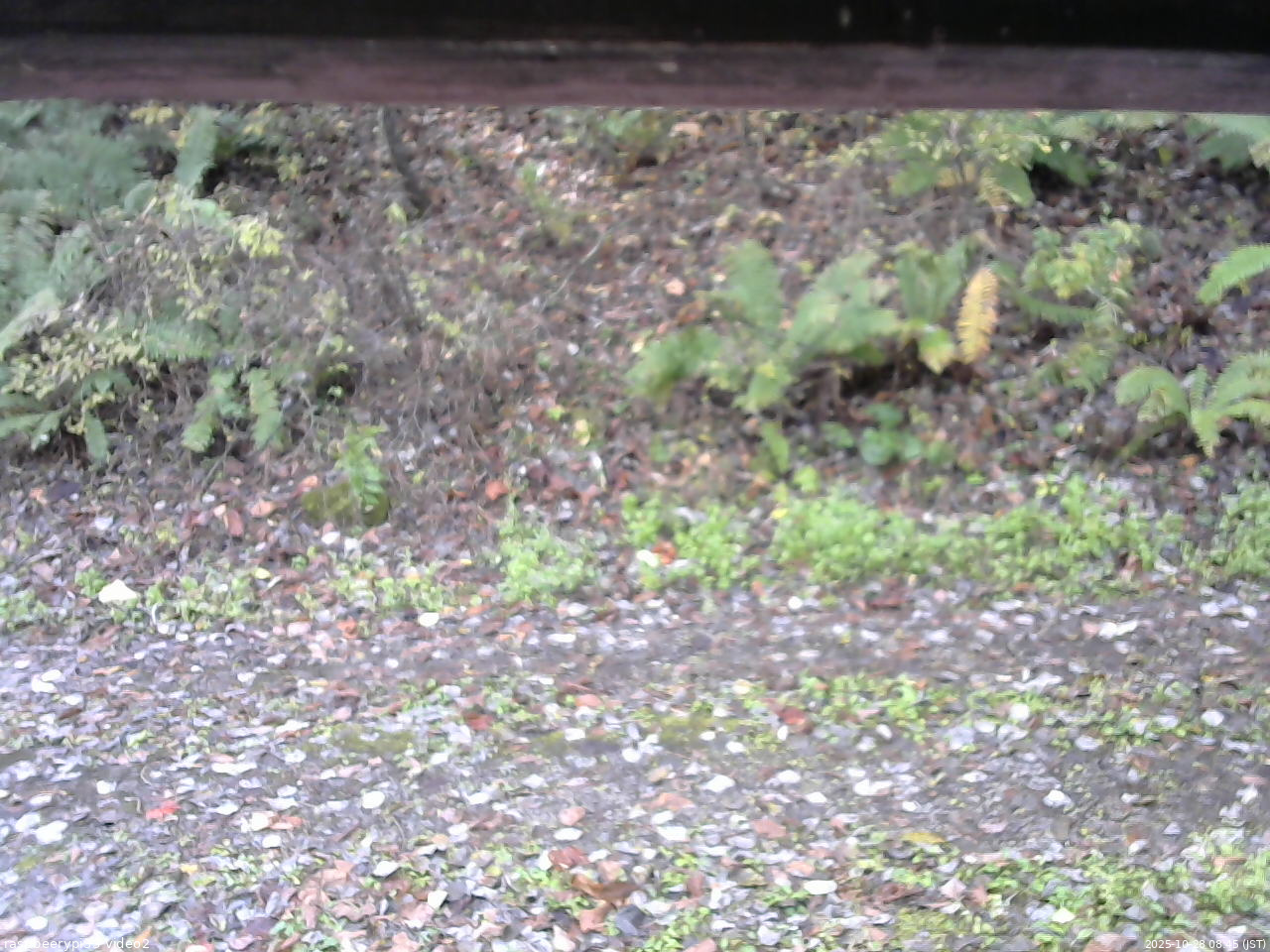 長野県菅平高原 ゆたか山荘 南側 2025/10/28 08:45